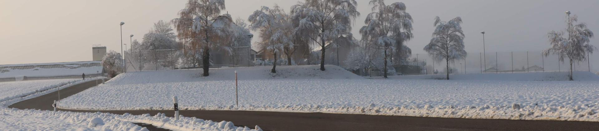 Schnee, Strasse und Bäume